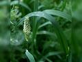 Dwarf Canary Grass